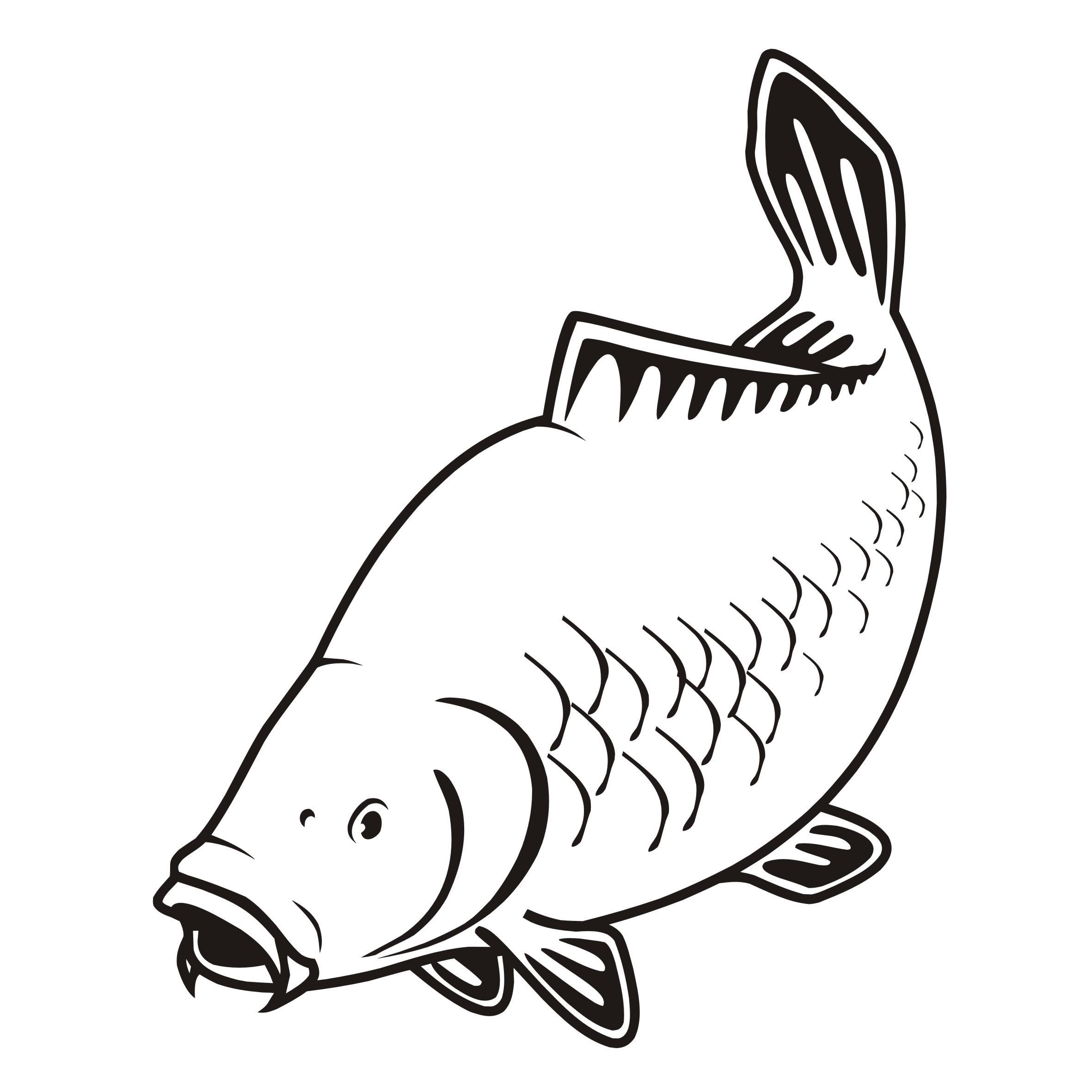 Carp Drawing Free download on ClipArtMag