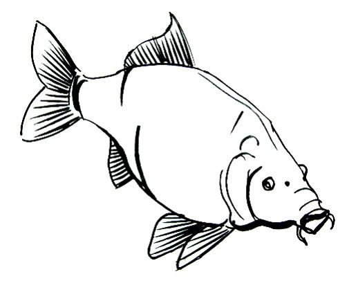 Carp Drawing | Free download on ClipArtMag