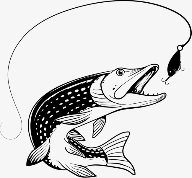 Carp Drawing | Free download on ClipArtMag