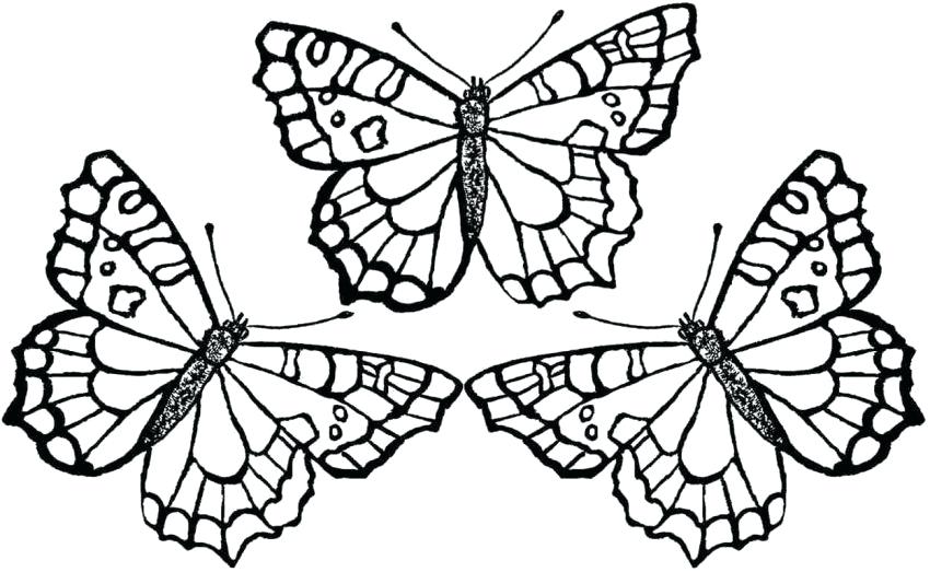 Caterpillar To Butterfly Drawing | Free download on ClipArtMag