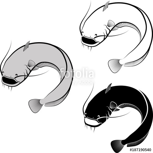 Catfish Line Drawing Free Download On Clipartmag