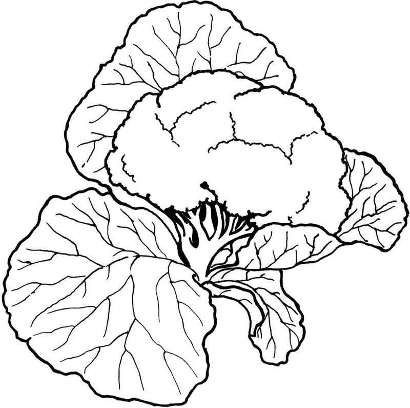 Collection of Cauliflower clipart | Free download best Cauliflower