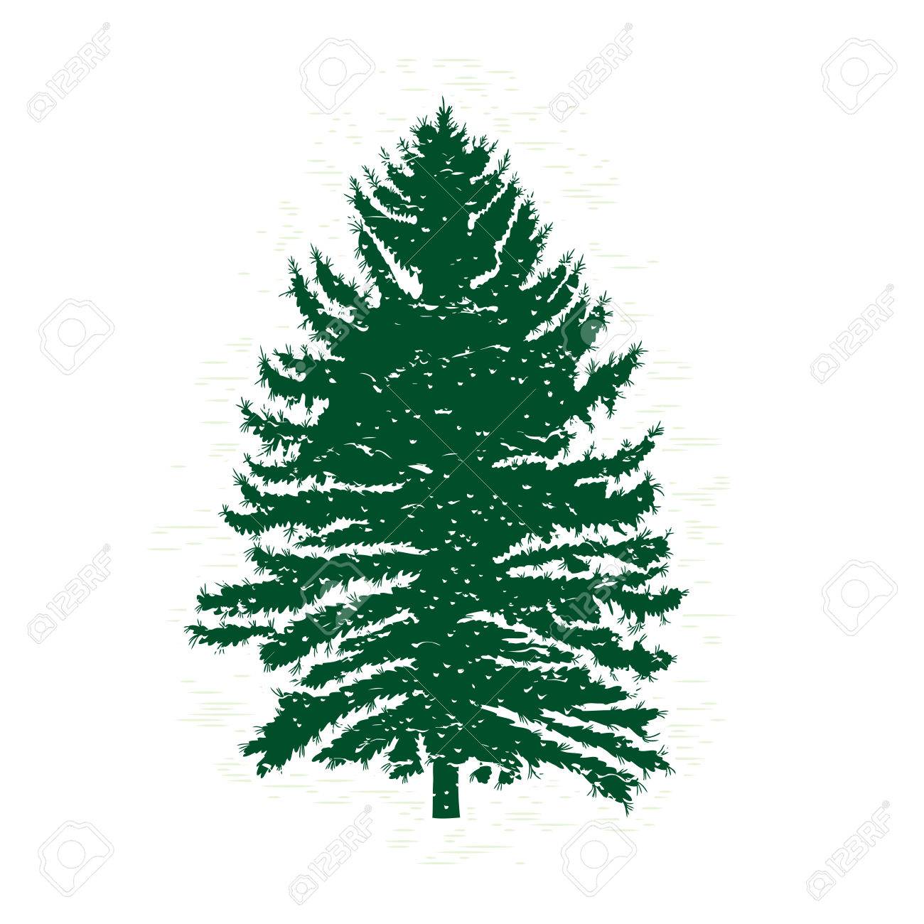 Cedar Tree Drawing Free download on ClipArtMag