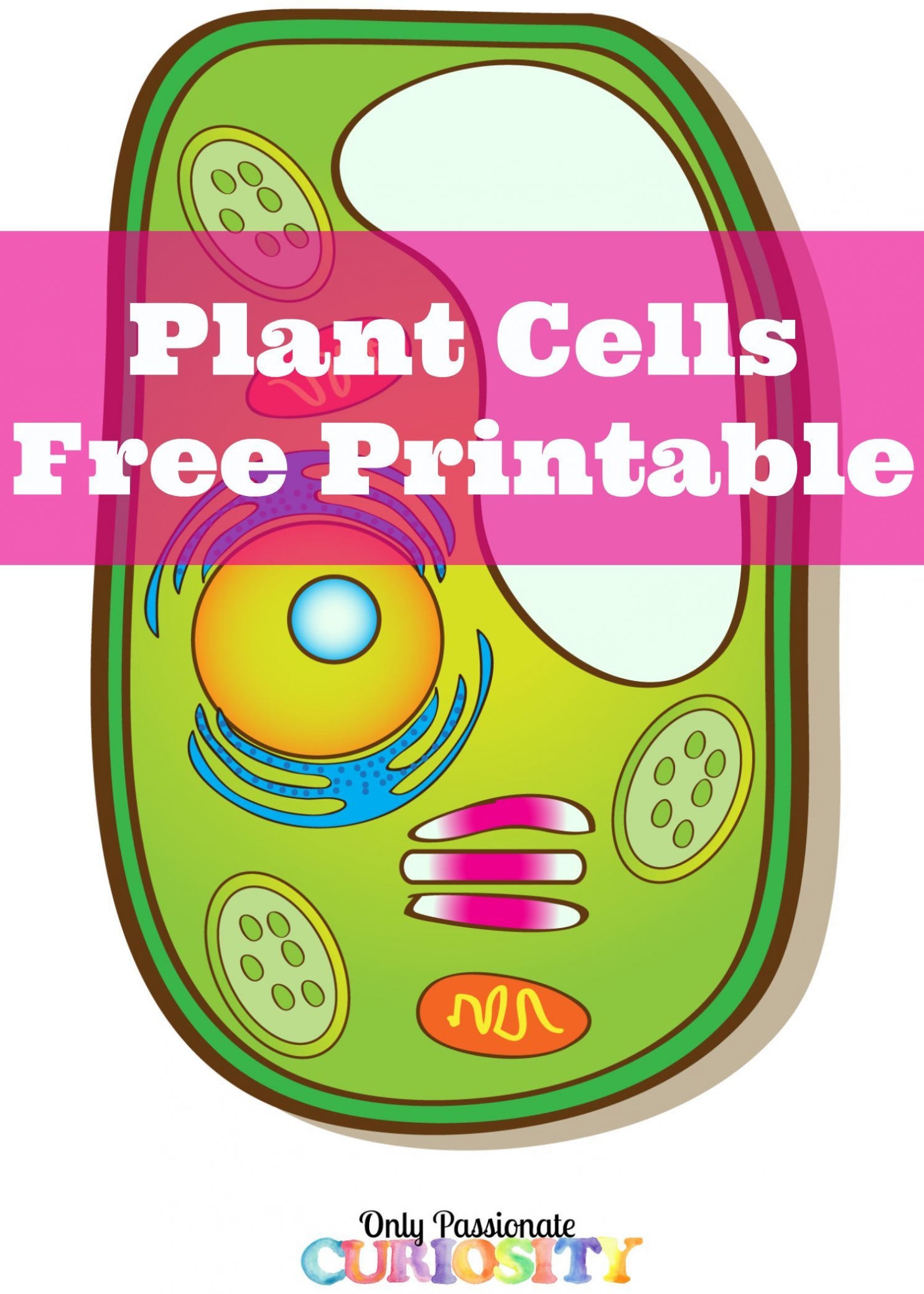 Cell Cycle Drawing Worksheet | Free download on ClipArtMag