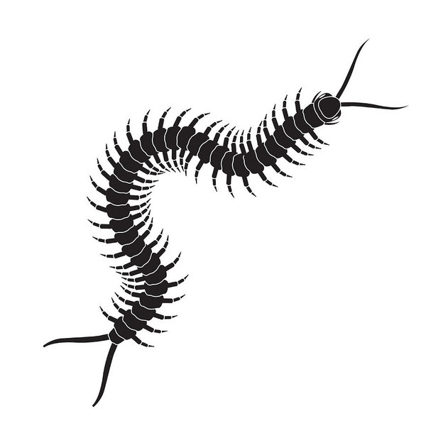 Centipede Drawing | Free download on ClipArtMag