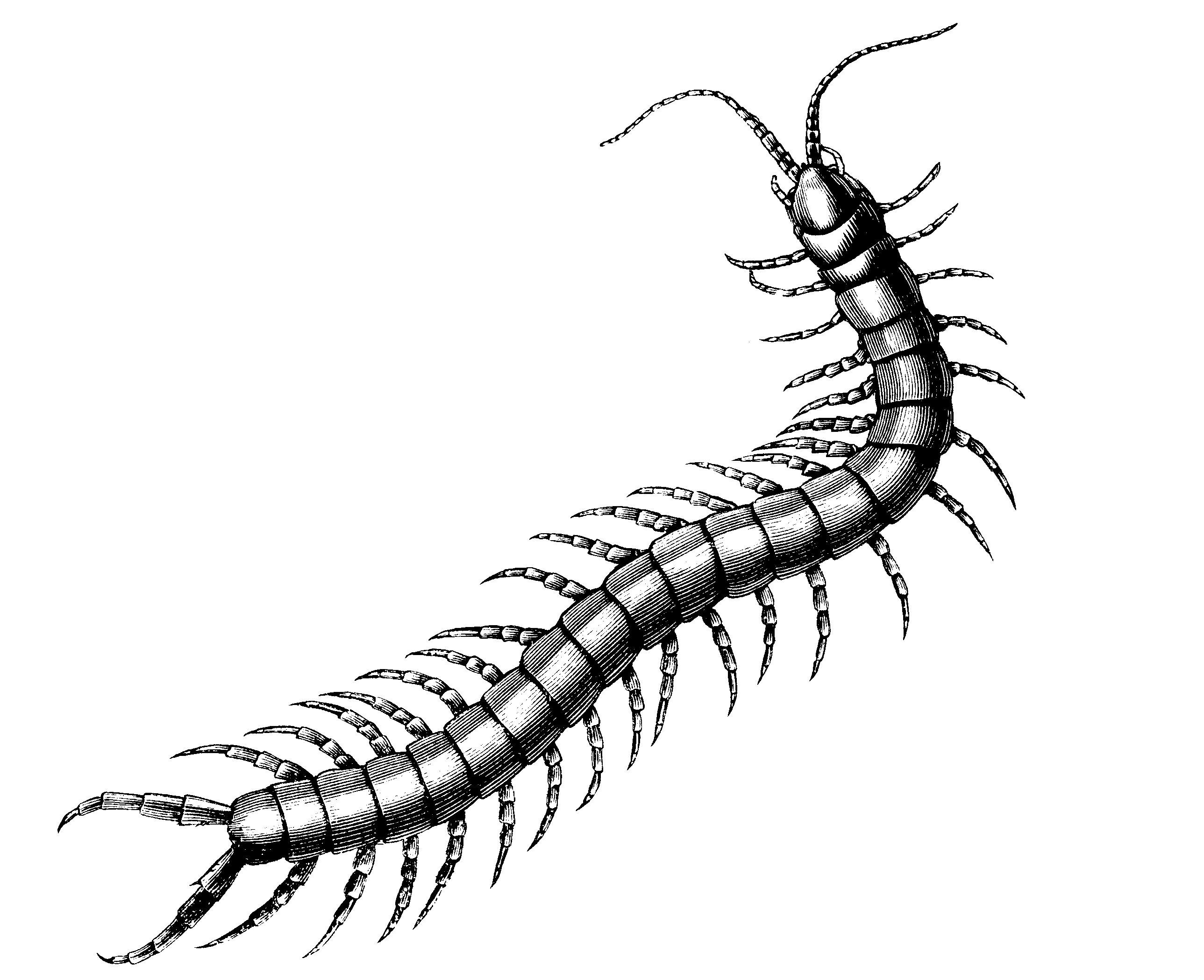 Centipede Drawing Free download on ClipArtMag