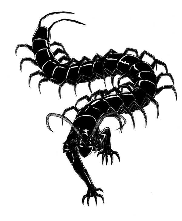 Centipede Drawing | Free download on ClipArtMag