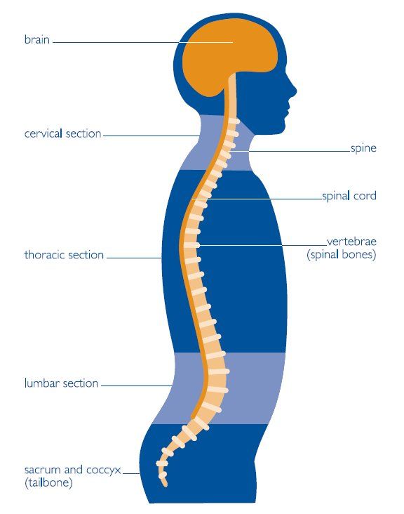 Central Nervous System Drawing | Free download on ClipArtMag