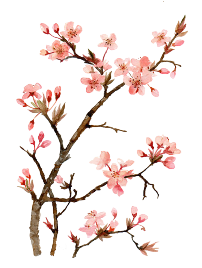 Cherry Blossom Drawing Outline | Free download on ClipArtMag