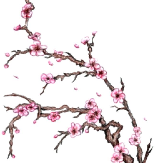 Anime Cherry Blossom Tree Drawing