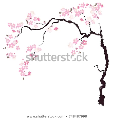 Cherry Blossom Flower Drawing | Free download on ClipArtMag