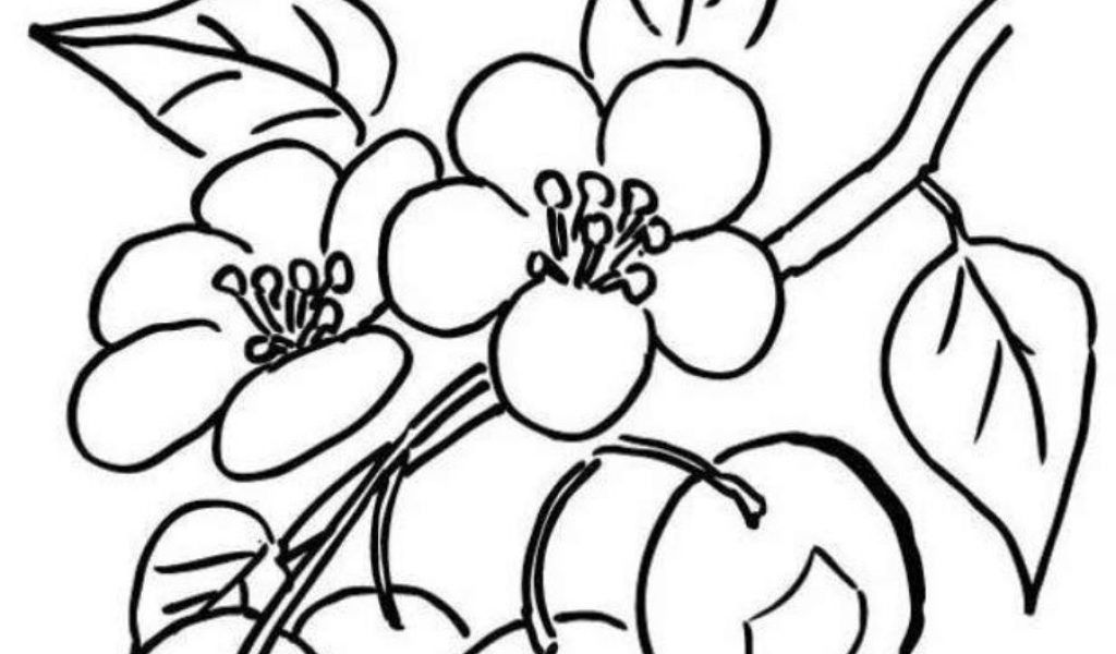 Cherry Blossom Line Drawing | Free download on ClipArtMag