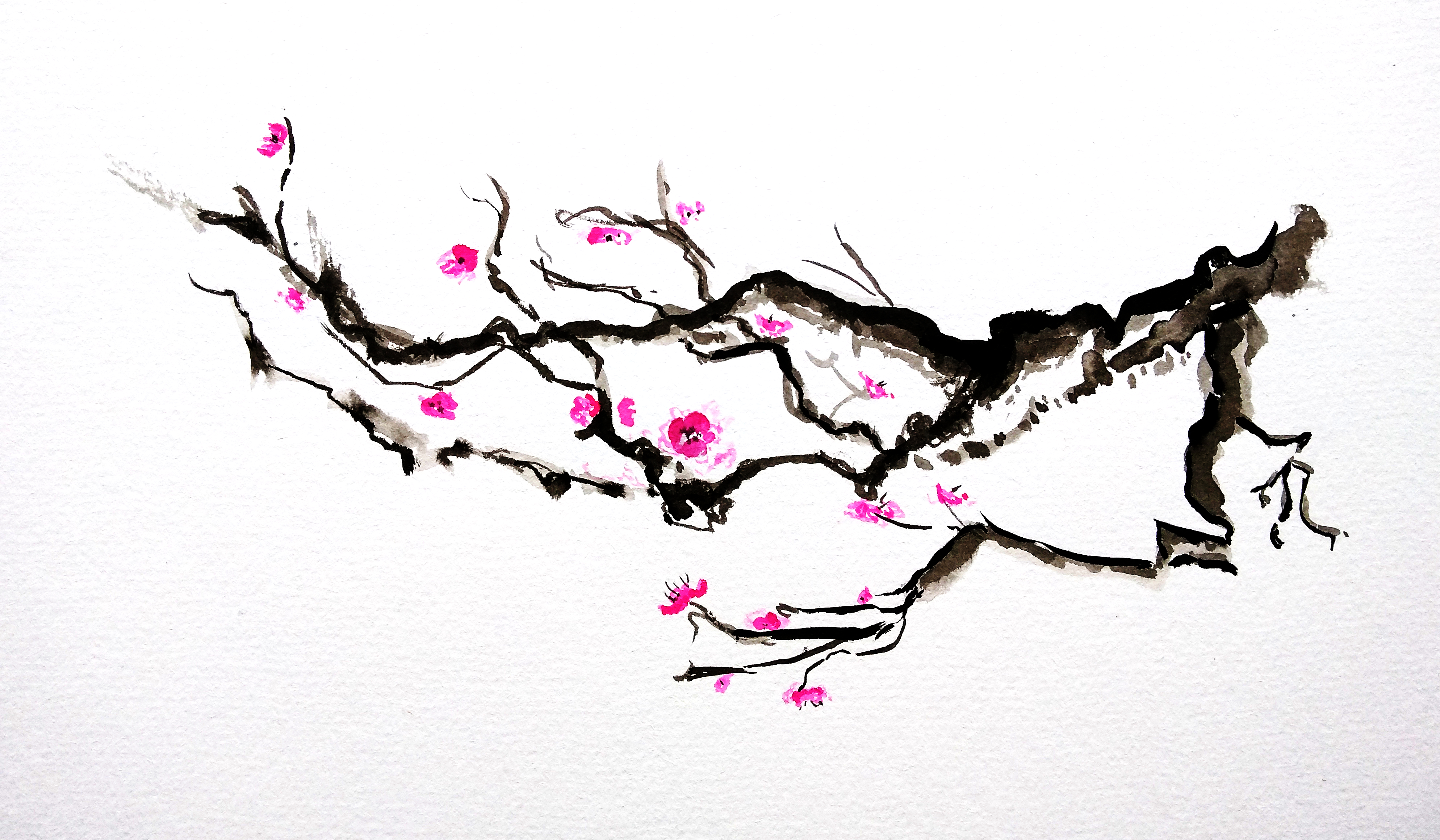 Japan Cherry Blossom Tree Drawing Cherry Blossom Tree Drawing