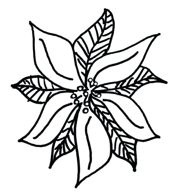 Christmas Poinsettia Drawing | Free download on ClipArtMag