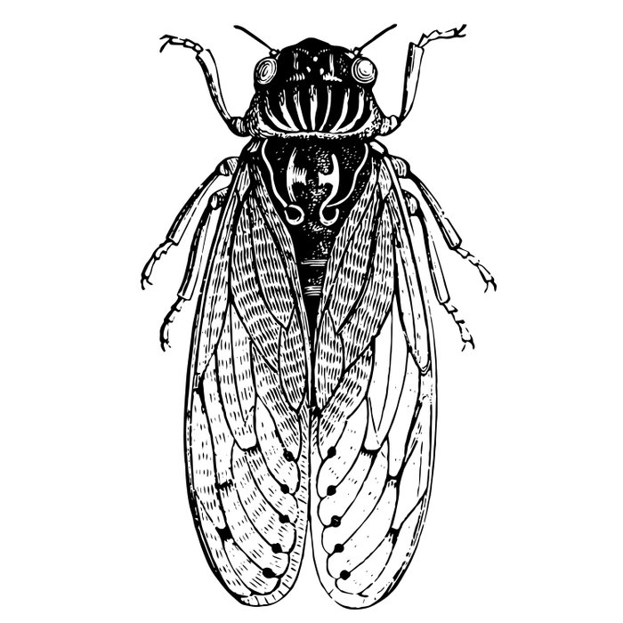 Cicada Line Drawing Free Download On ClipArtMag