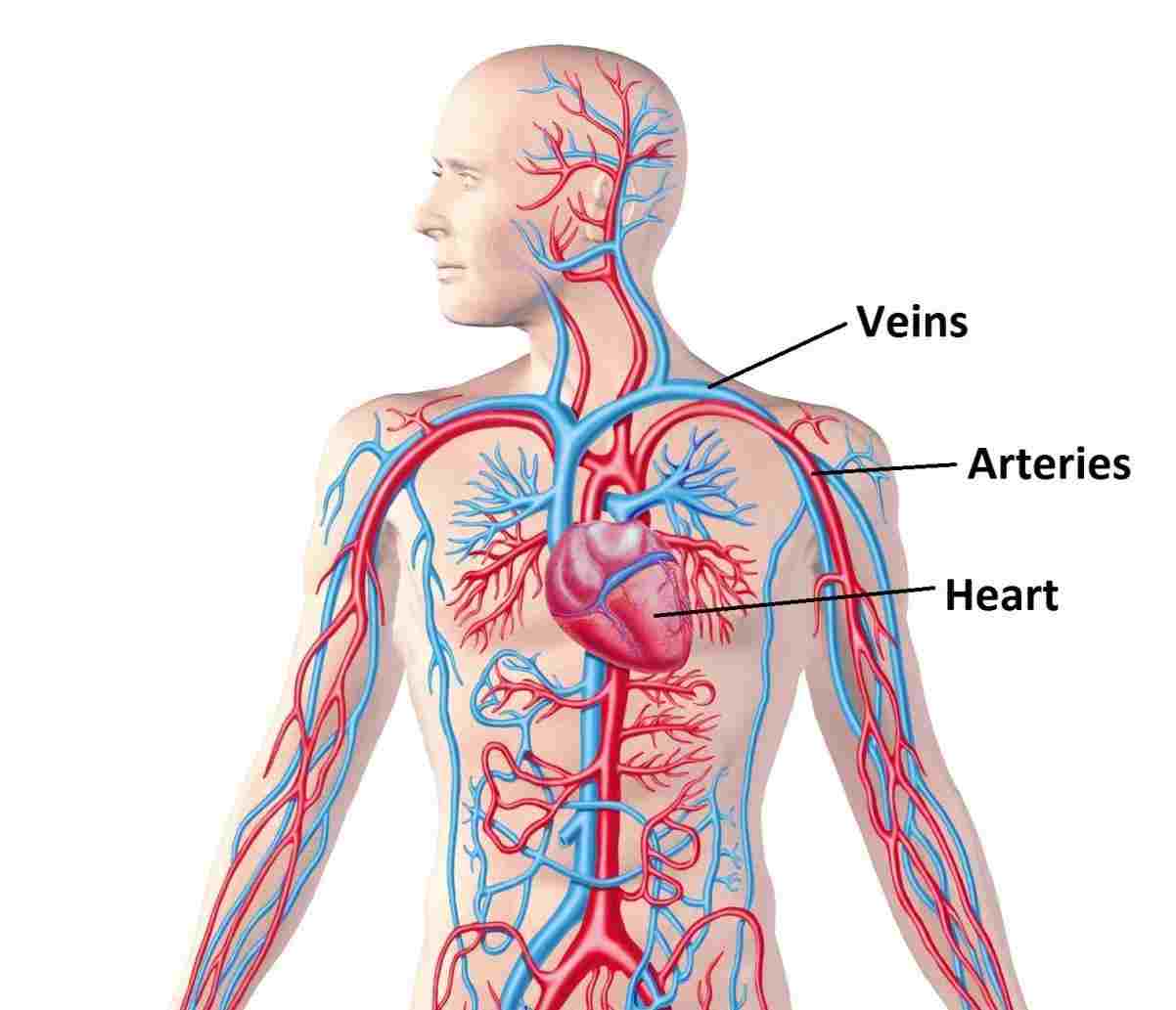 Cardiovascular System Diagram Not Labeled Diagram Media Images And Photos Finder