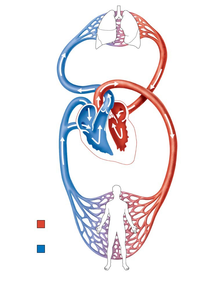 Circulatory System Drawing