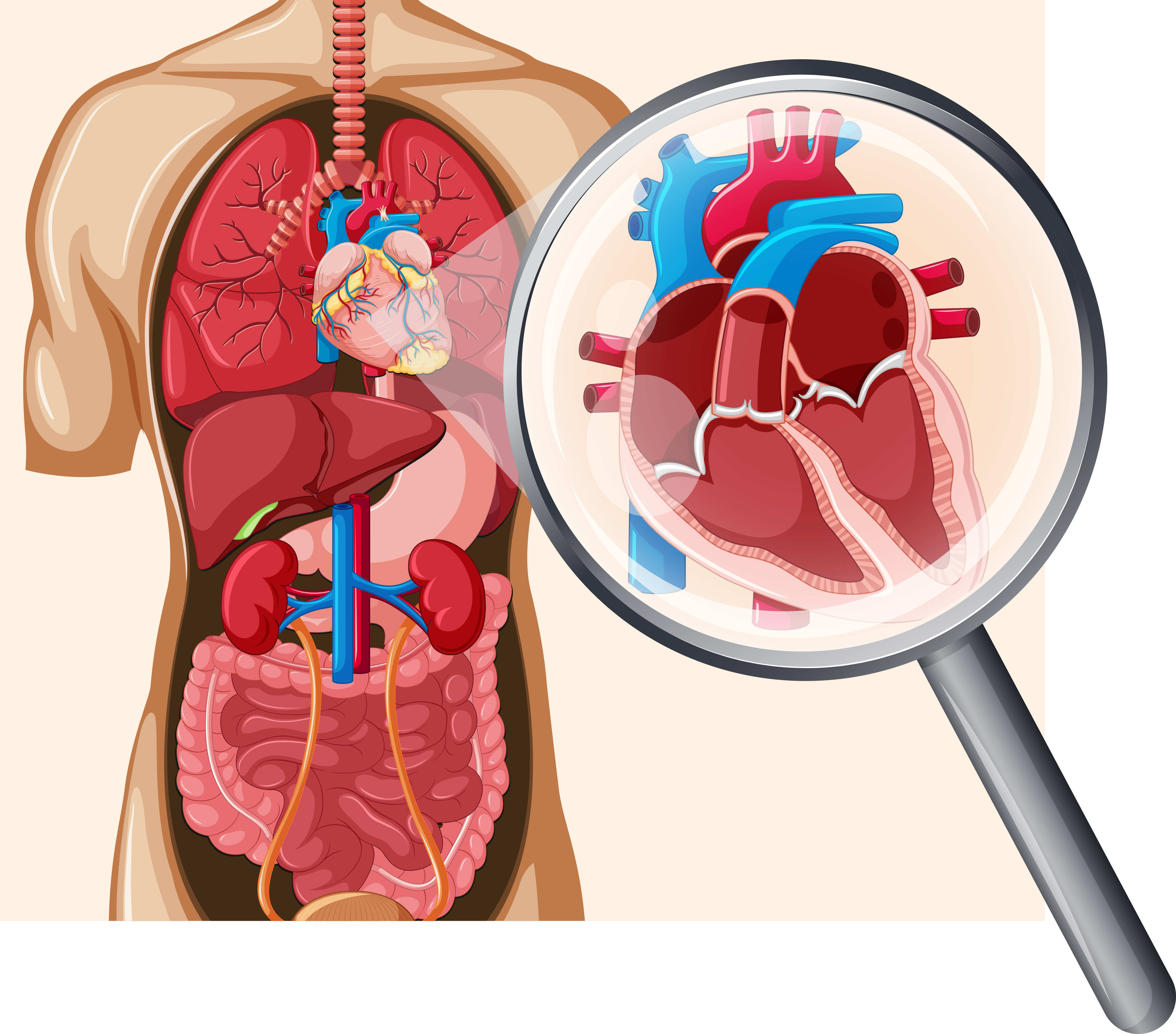 Circulatory System Simple Diagram Clipart Best Images And Photos Finder