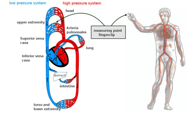 circulatory drawing