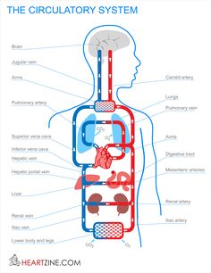 circulatory system easy drawing