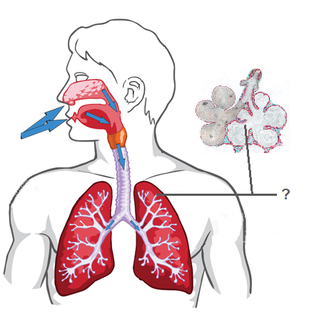 circulatory drawing