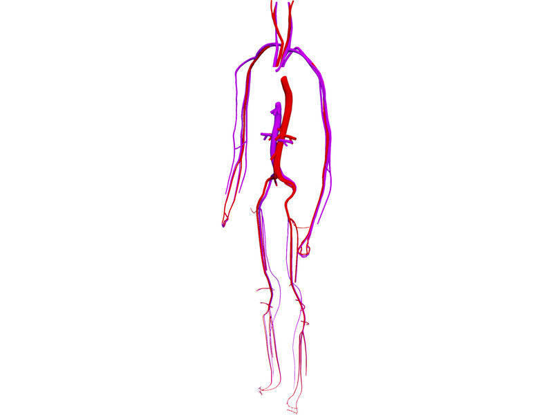 circulatory drawing