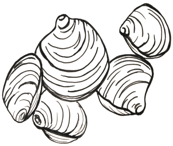 Clam Shell Drawing | Free download on ClipArtMag