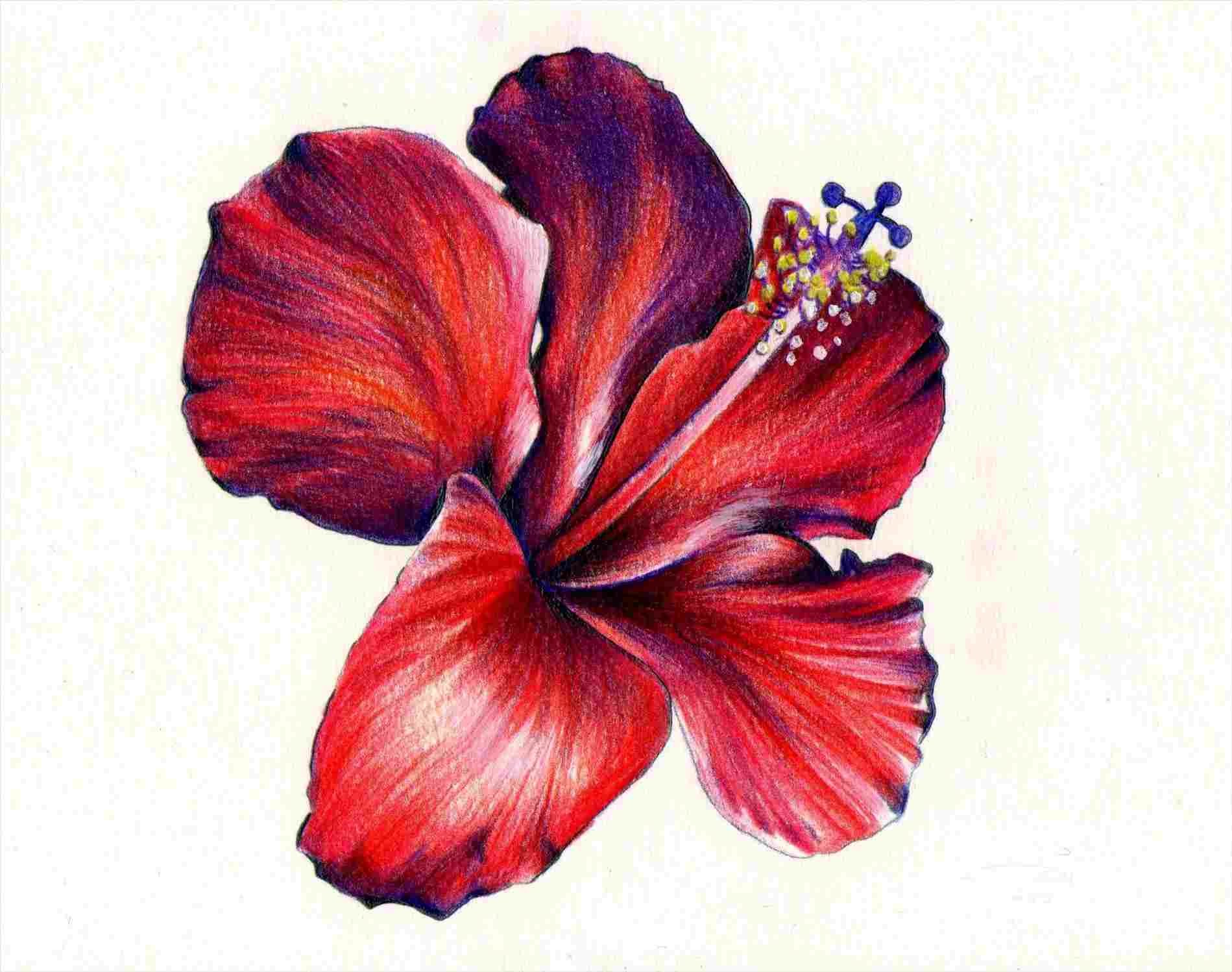 Drawing Realistic Flowers With Colored Pencil Best Flower Site