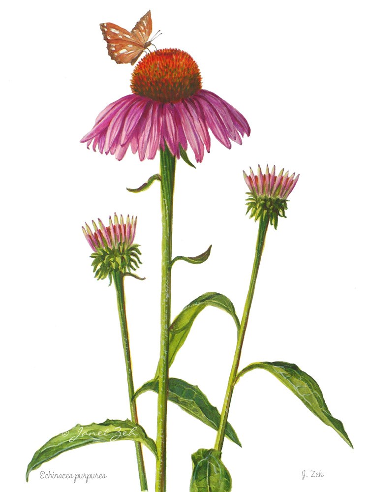 Coneflower Drawing Free download on ClipArtMag