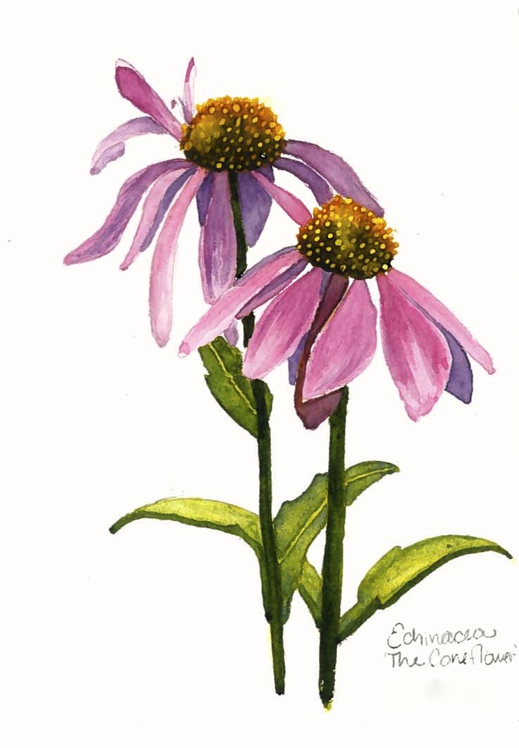 Coneflower Drawing | Free download on ClipArtMag