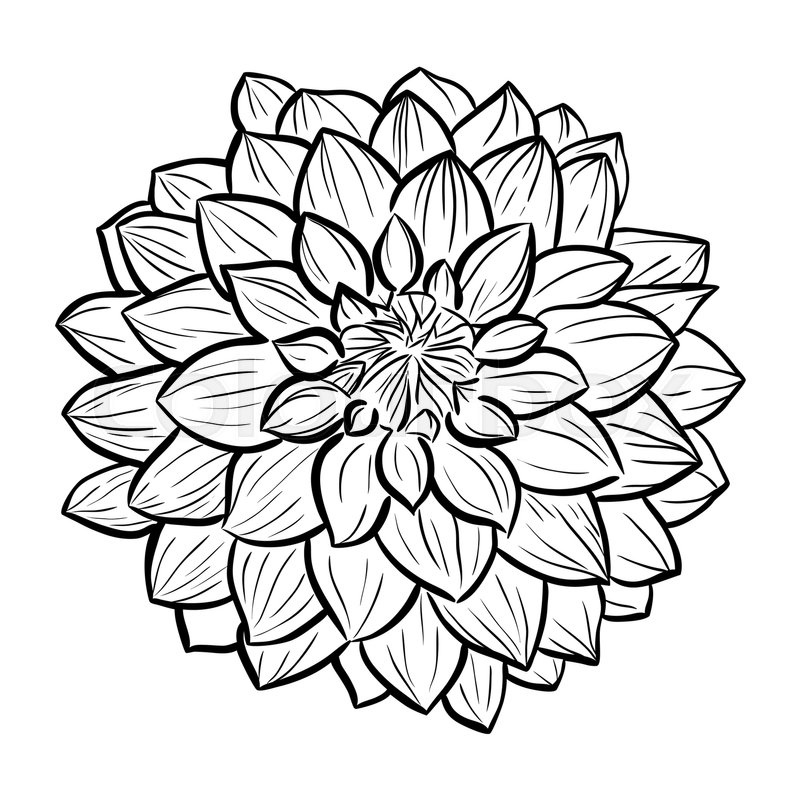 Contour Drawing Flower Free download on ClipArtMag