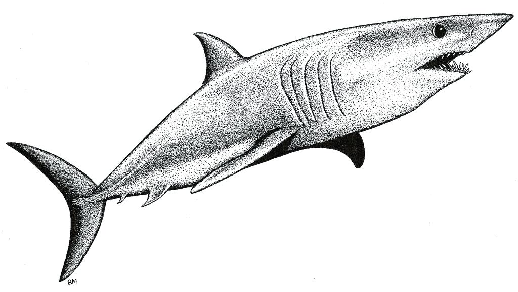 Cool Shark Drawings Free download on ClipArtMag