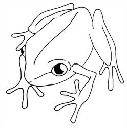 Coqui Drawing 