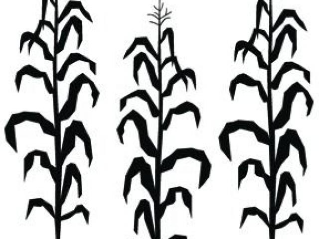 Corn Stalk Drawing | Free download on ClipArtMag