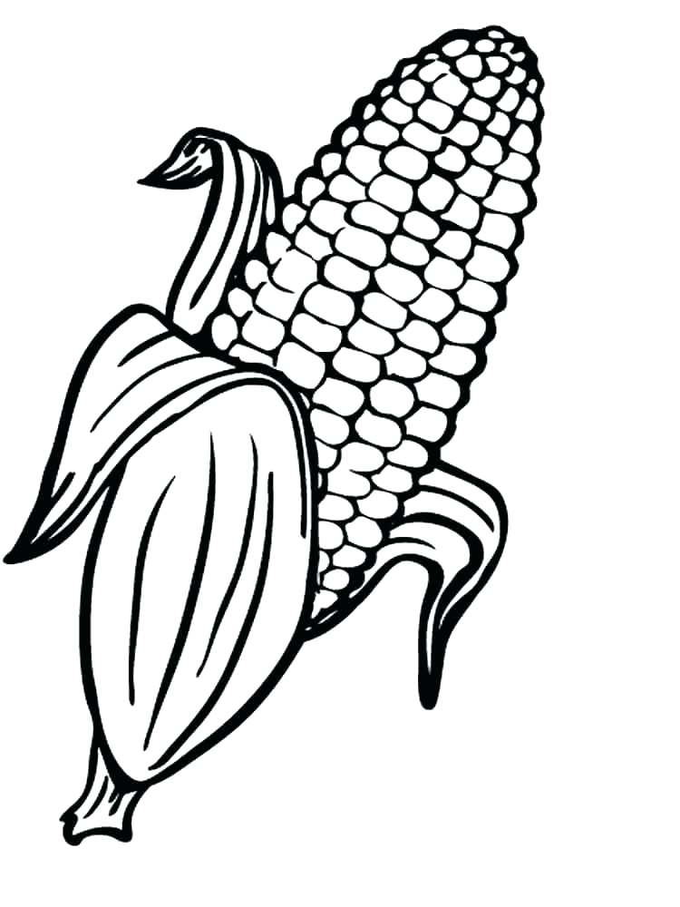 Corn Stalk Drawing Free download on ClipArtMag