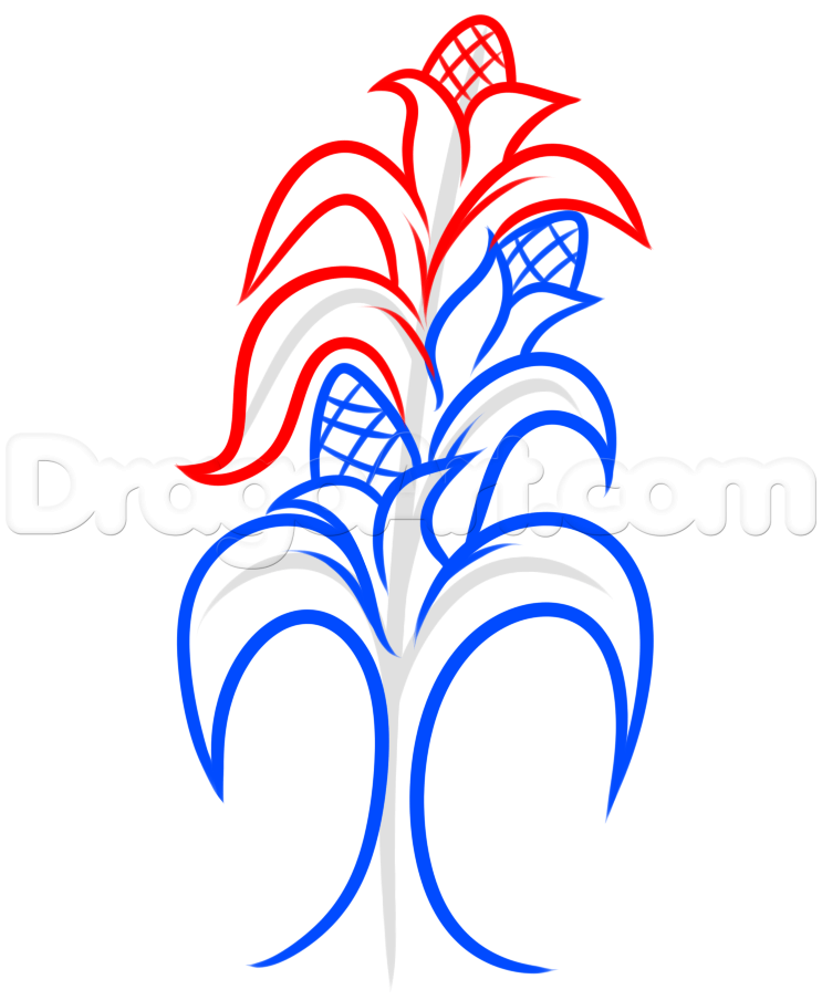 Corn Stalk Drawing Free download on ClipArtMag
