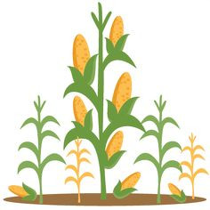 Corn Stalk Drawing | Free download on ClipArtMag