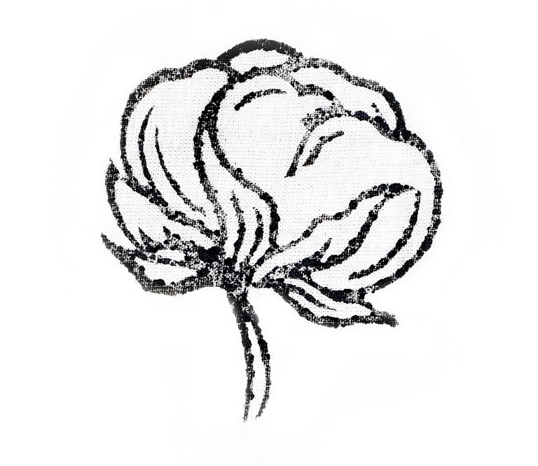 Cotton Plant Drawing | Free download on ClipArtMag