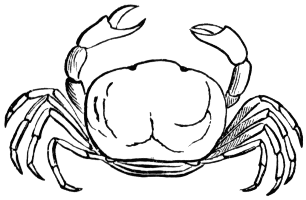 Crab Line Drawing | Free download on ClipArtMag