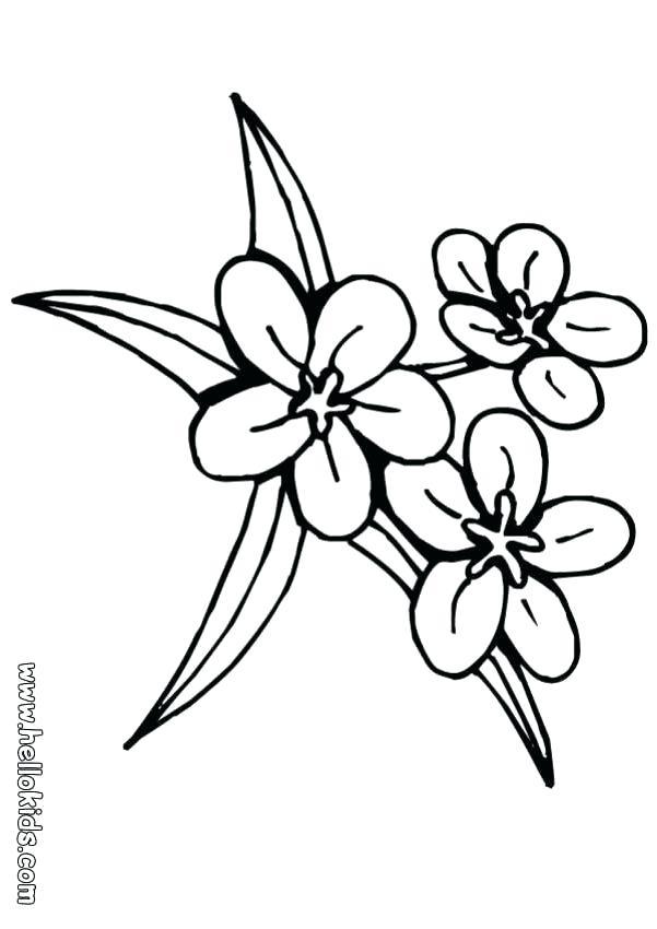 crocus flower drawing  free download on clipartmag
