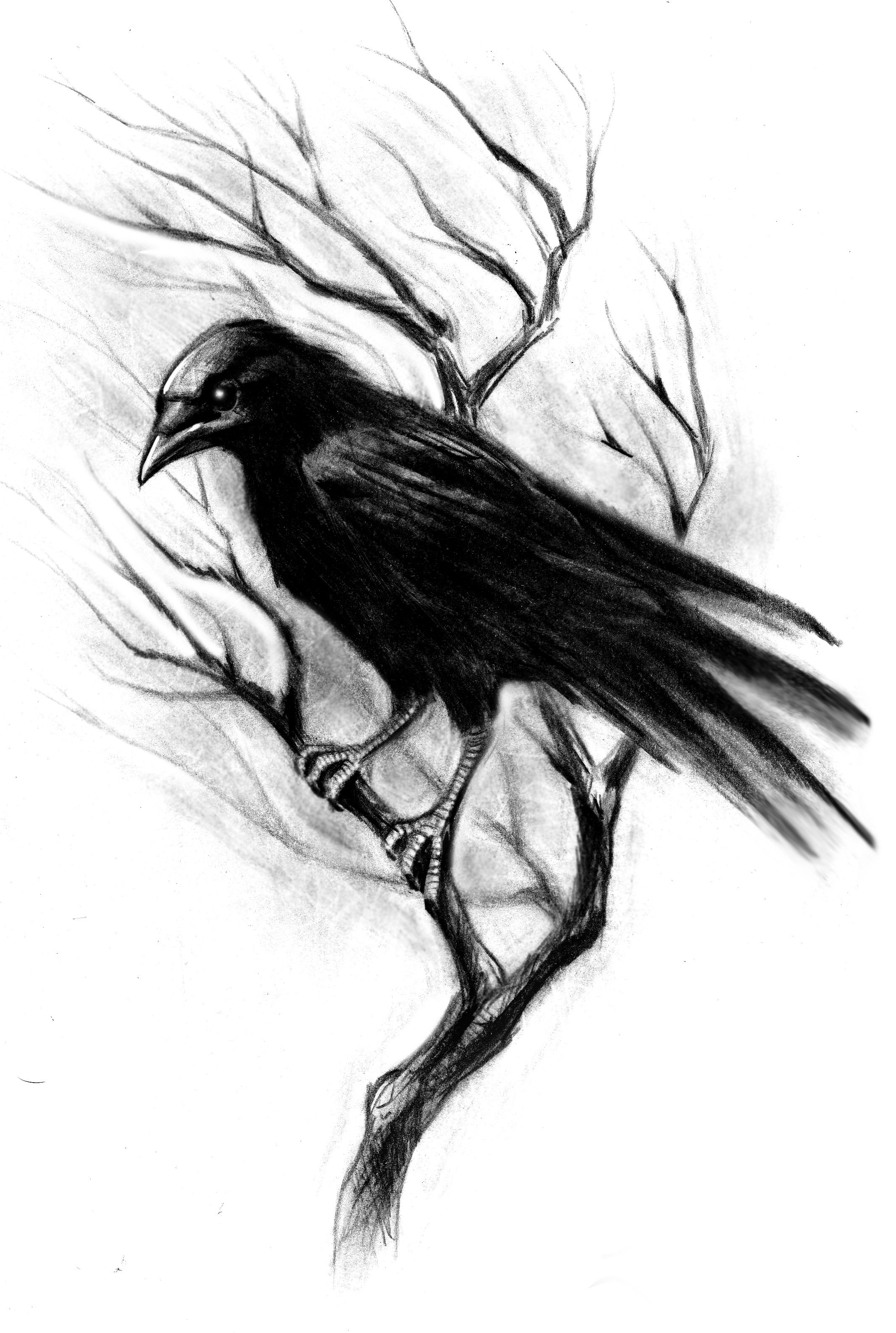 Crow Pencil Drawing Free download on ClipArtMag