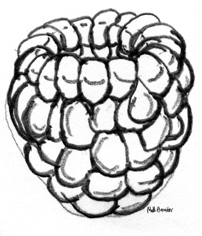 Custard Apple Drawing | Free download on ClipArtMag