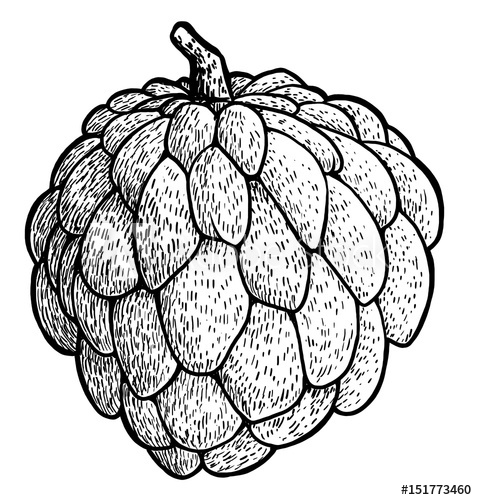 Custard Apple Drawing | Free download on ClipArtMag