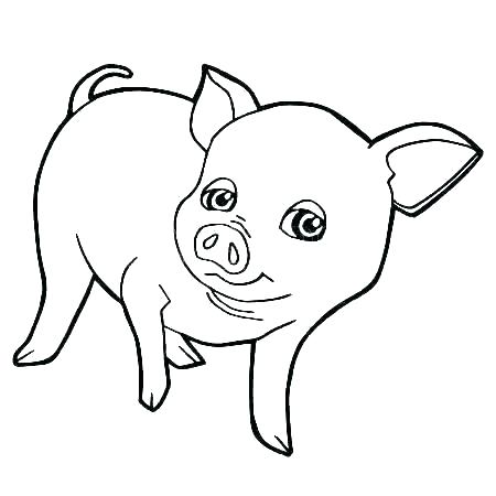 Cute Pig Drawing | Free download on ClipArtMag