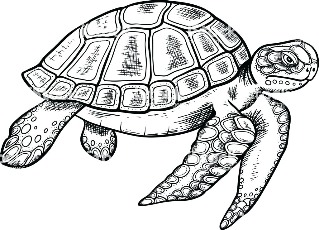Cute Sea Turtle Drawing Free download on ClipArtMag