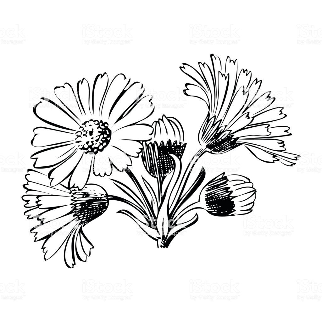 Daisy Outline Drawing Free download on ClipArtMag