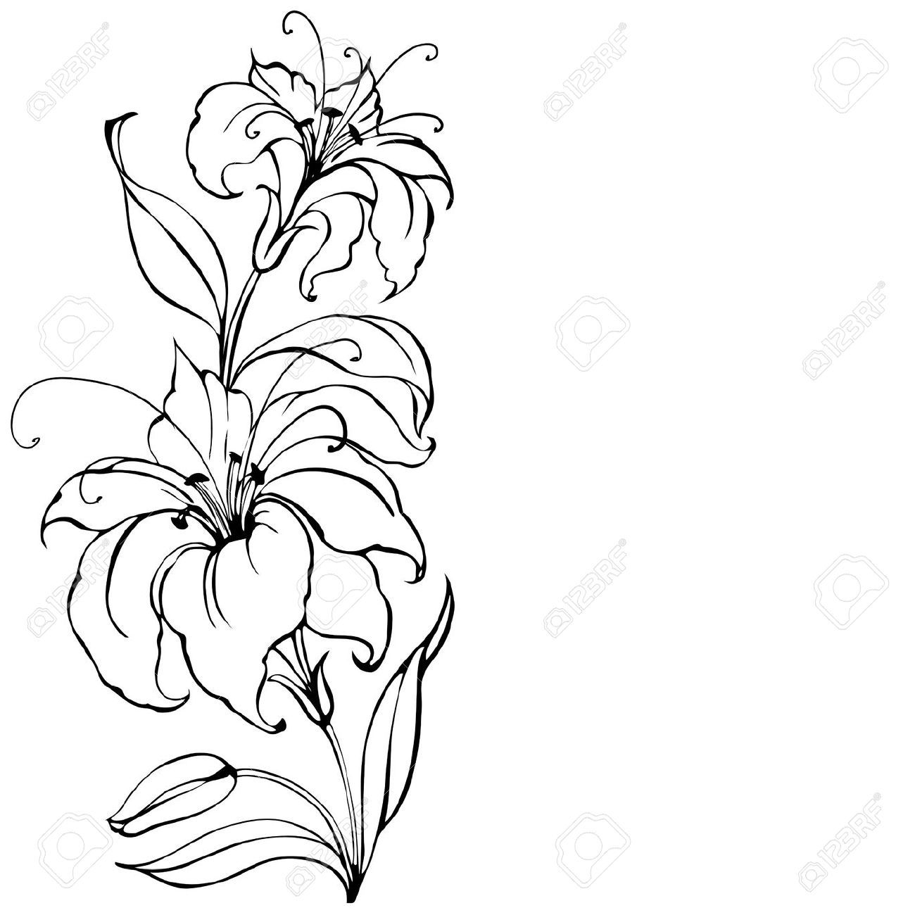 Daylily Drawing | Free download on ClipArtMag