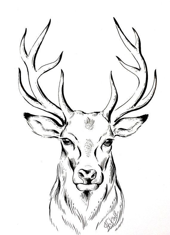 21+ How To Draw A Deer Face Free Coloring Pages