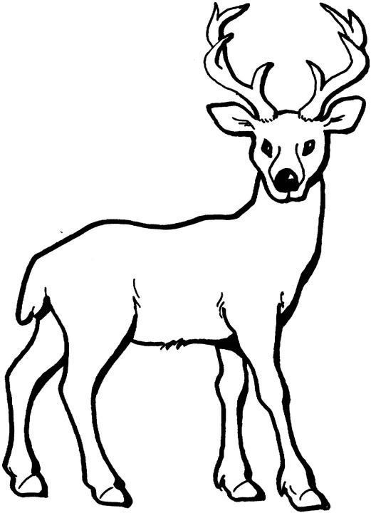 Deer Outline Drawing Free download on ClipArtMag