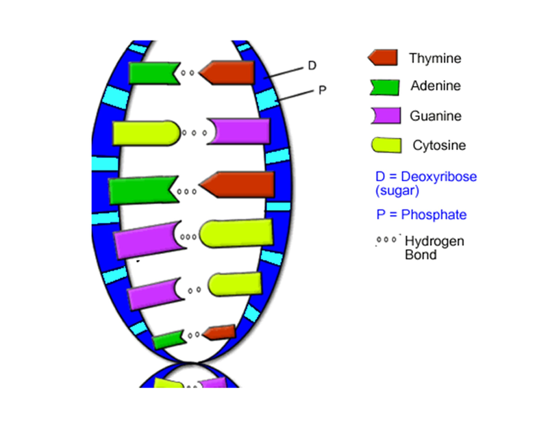 Dna Double Helix Drawing Free Download Best Dna Double Helix Drawing On Clipartmag Com